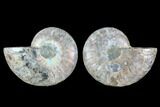 Cut & Polished Ammonite Fossil - Crystal Chambers #88201-1